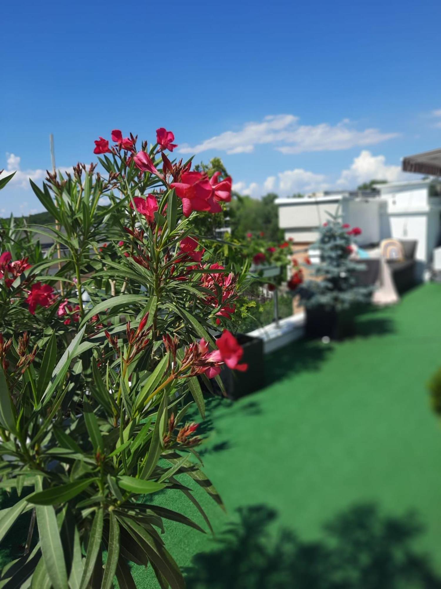 Penthouse View Aeroport Iasi Διαμέρισμα Εξωτερικό φωτογραφία